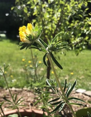 Anthyllis vulneraria