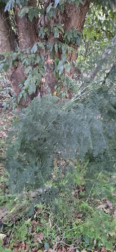 Asparagopsis observed 2026-10-25