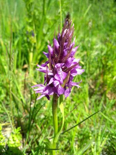 Southern Marsh-orchid