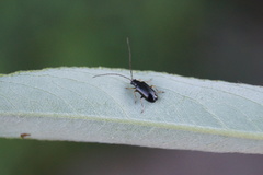 Luperus longicornis