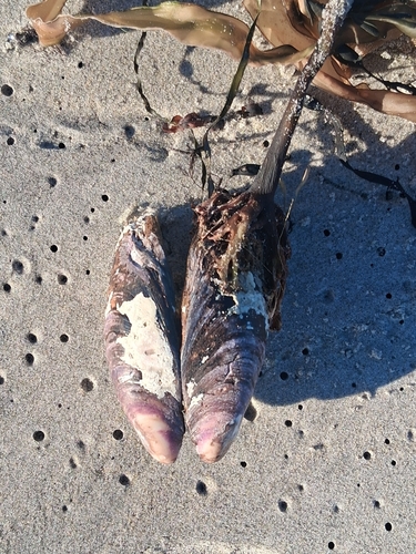 Modiolus modiolus observed 2026-10-24
