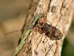 Phymatus phymatodes