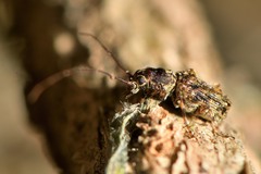 Phymatus phymatodes