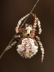 Cryptaranea atrihastula