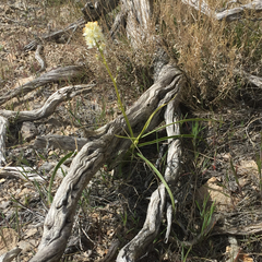 Toxicoscordion venenosum