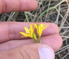 Triteleia lemmoniae