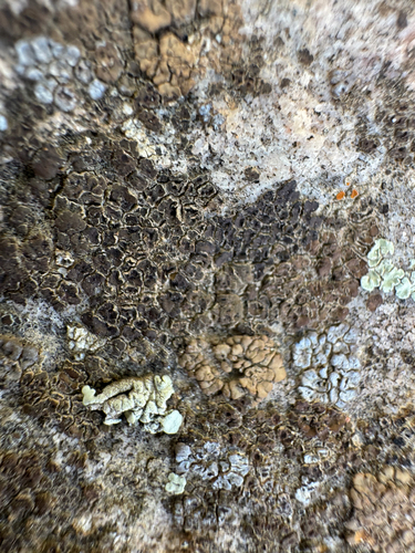 brown cobblestone lichen