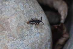 Phosphaenus hemipterus