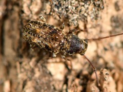 Phymatus phymatodes