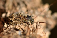 Phymatus phymatodes