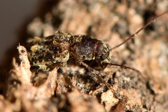 Phymatus phymatodes