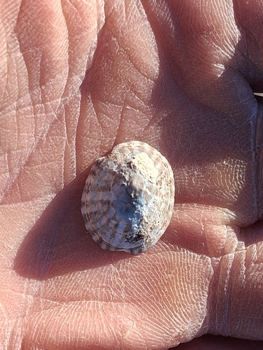 Acmaea testudinalis observed 2026-10-24