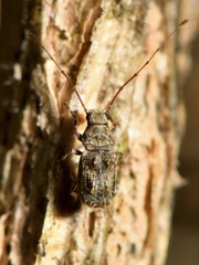 Phymatus phymatodes