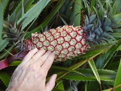 Ananas comosus bracteatus