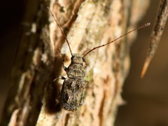 Phymatus phymatodes