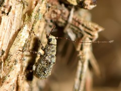 Phymatus phymatodes