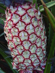 Ananas comosus bracteatus