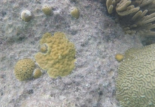 Porites observed 2026-10-24