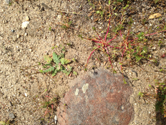 Calandrinia menziesii