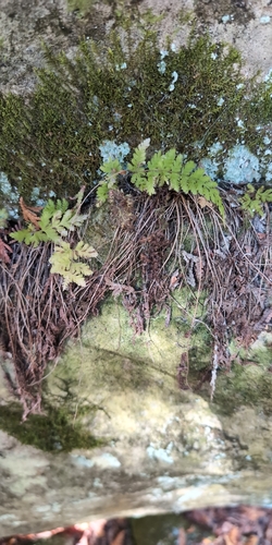 Cystopteris, 2026-10-24