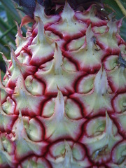 Ananas comosus bracteatus