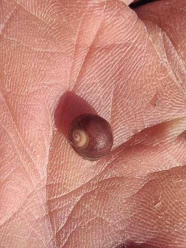 Littorina obtusata observed 2026-10-24