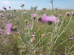 Galactites tomentosus