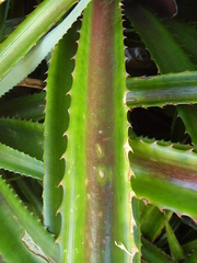 Ananas comosus bracteatus