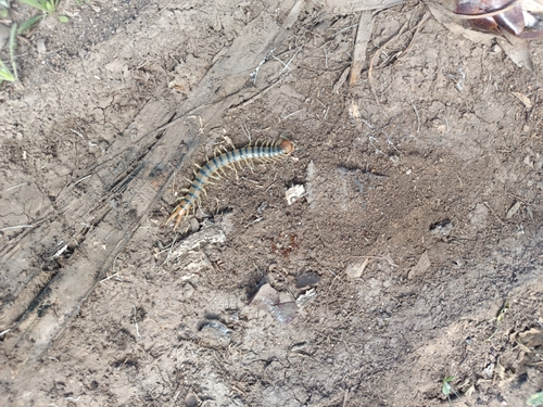 Escolopendra tigre