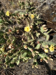 Opuntia × columbiana