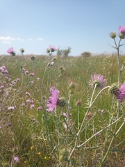 Galactites tomentosus