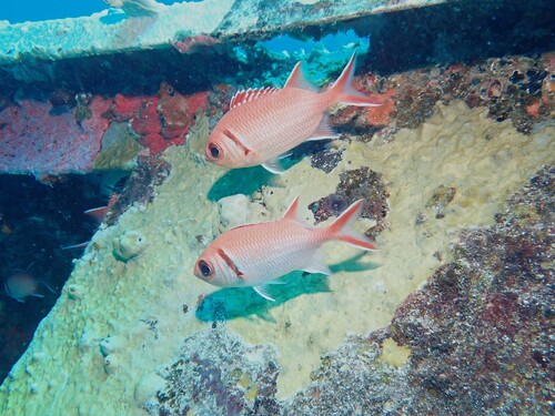 Myripristis observed 2026-10-24