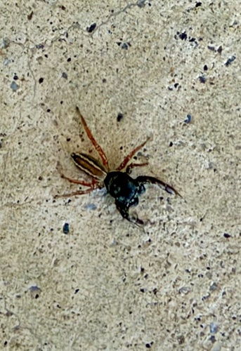 Ribbon Jumping Spider