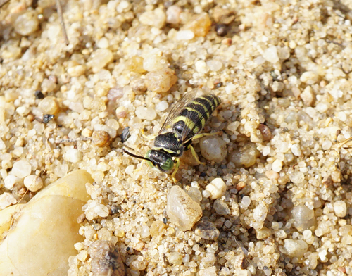Bembecinus tridens