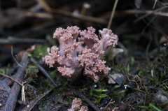 Ramaria versatilis