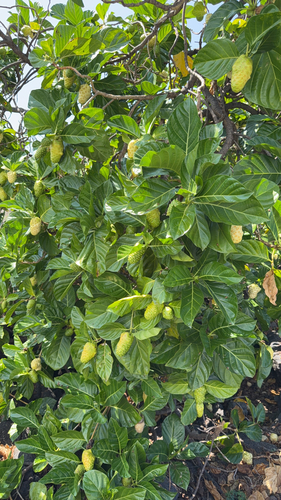 Morinda citrifolia observed 2026-10-14