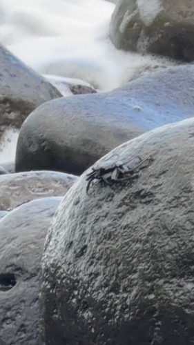 Grapsus grapsus, 2026-10-18