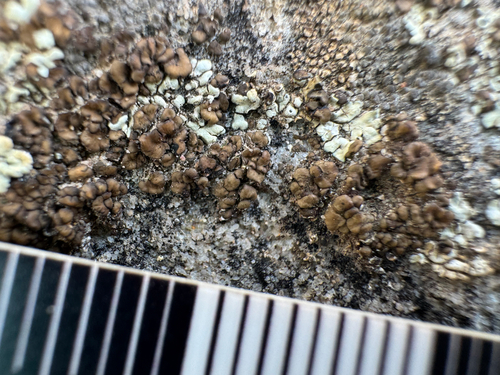 brown cobblestone lichen