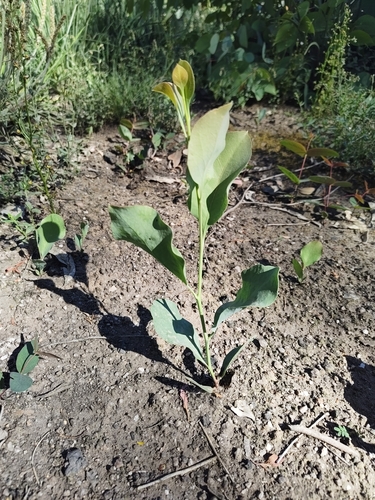 Daviesia latifolia, 2026-10-22