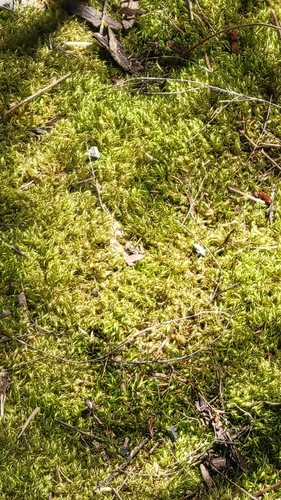 Dicranoloma observed 2026-10-22