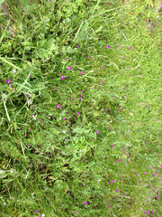 Calandrinia menziesii