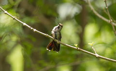 Anthracothorax dominicus