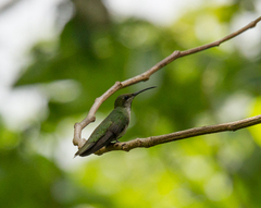 Anthracothorax dominicus
