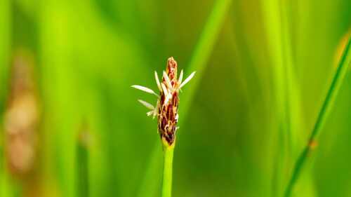 Eleocharis acuta observed 2026-10-04