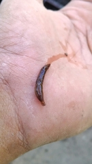 Ambigolimax