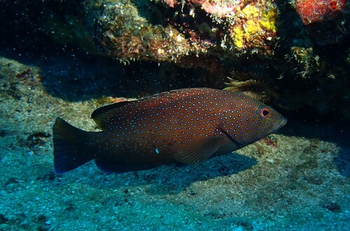 Cephalopholis observed 2026-10-24