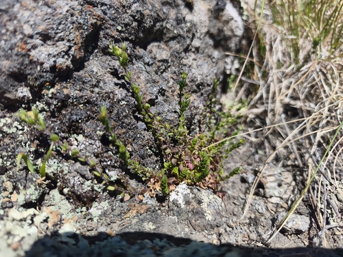Arenaria serpyllifolia observed 2026-10-24