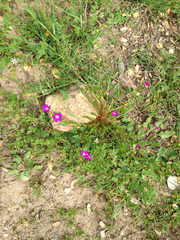 Calandrinia menziesii