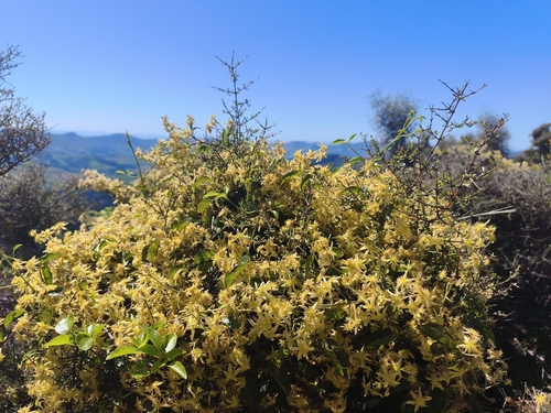 Clematis foetida observed 2026-10-24