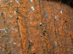 Trentepohlia umbrina